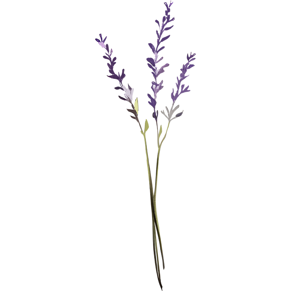 lavender